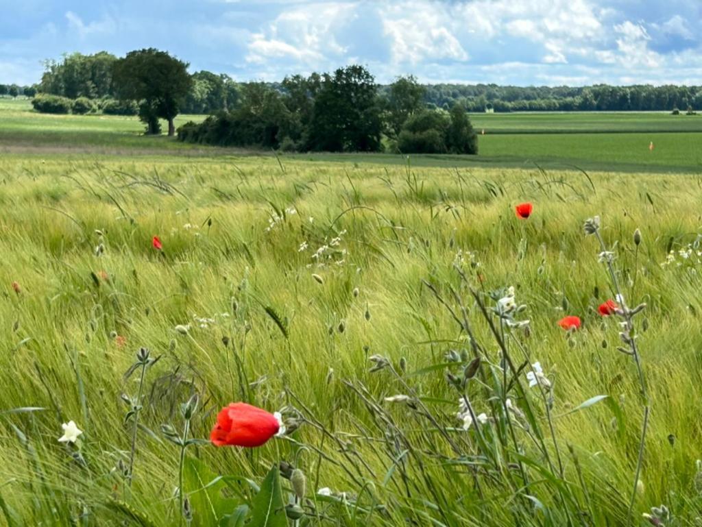 Gites Du Bois Des Perruches Saint-Vincent-des-Bois Екстер'єр фото